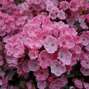 Meet your Posher, Tram-anh